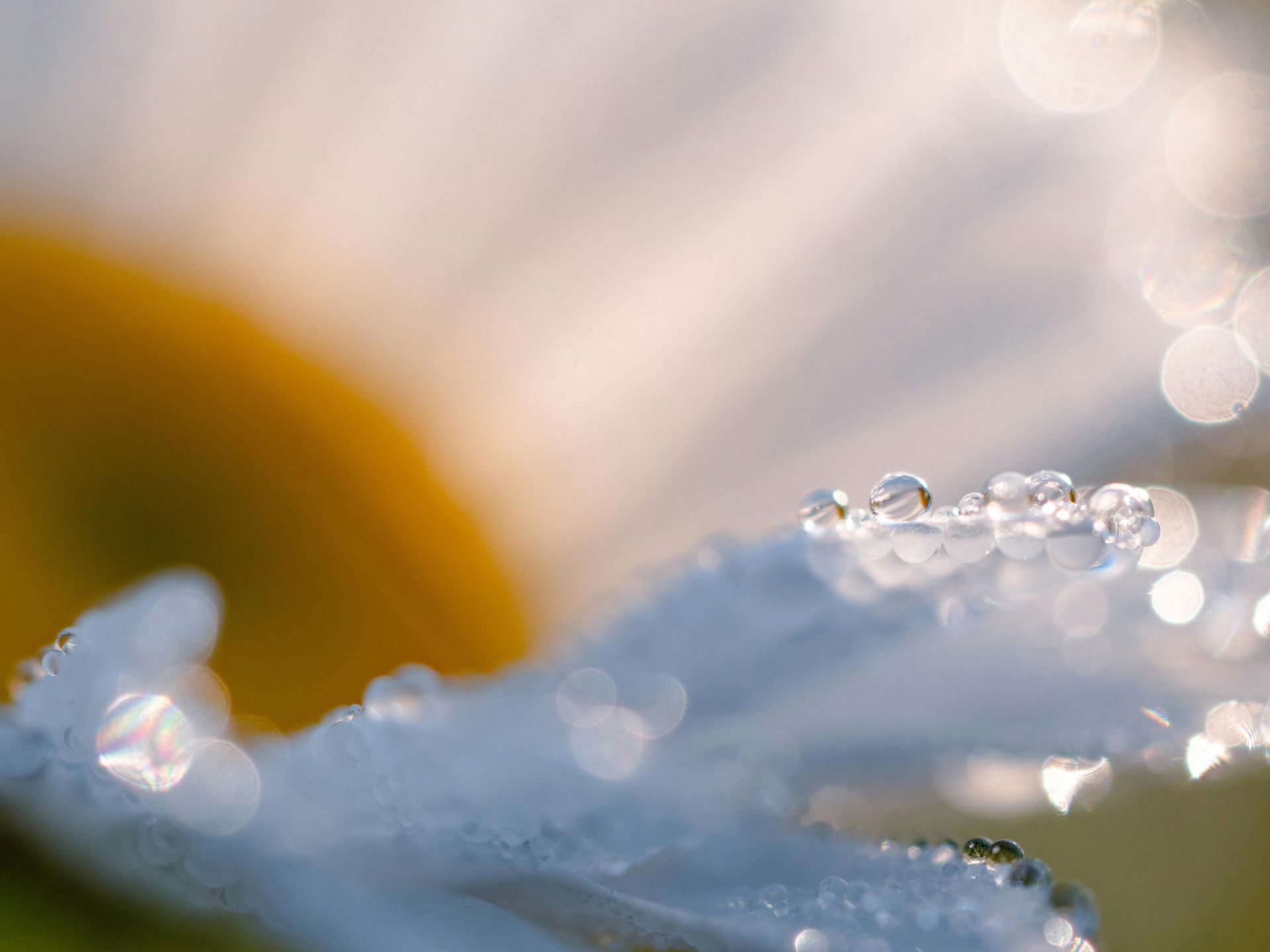 Close-up of a daisy petal with water droplets, soft focus, bright sunlight.