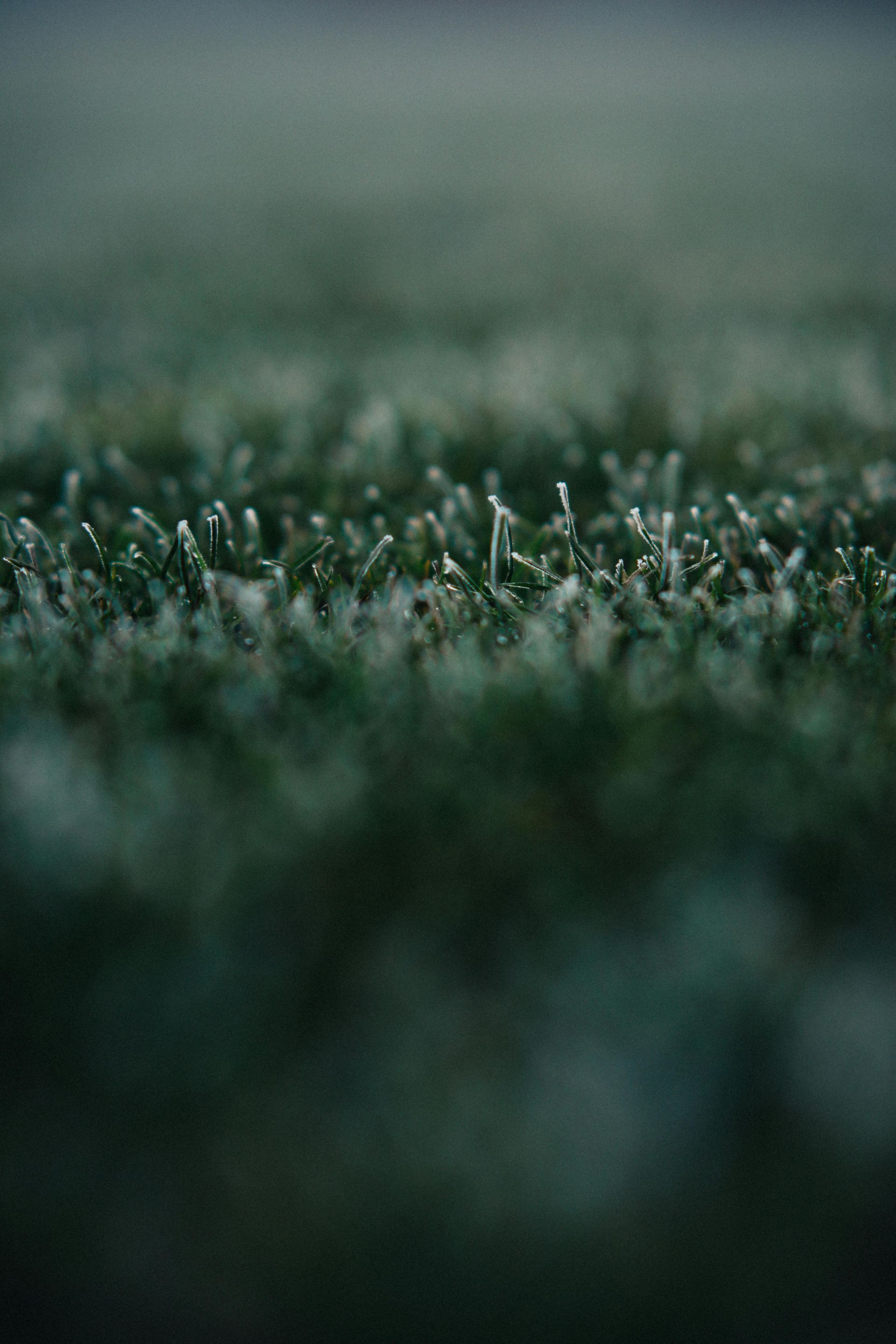 Frosty green grass close-up, early morning.