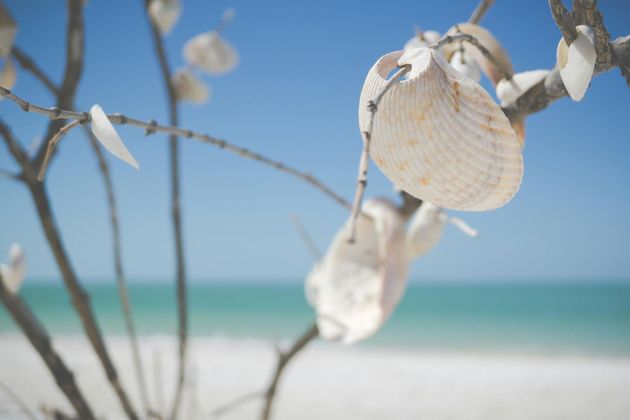 Seashells hanging from bare branches on a sunny beach, turquoise water and blue sky in the background.