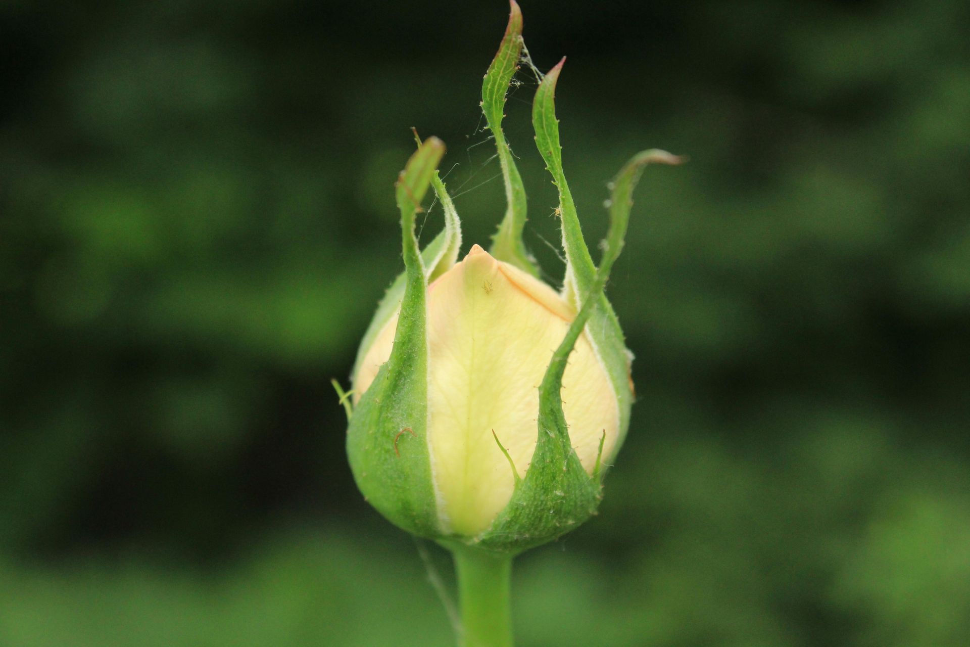 Closed yellow rose bud, with green sepals, against a blurred green background.