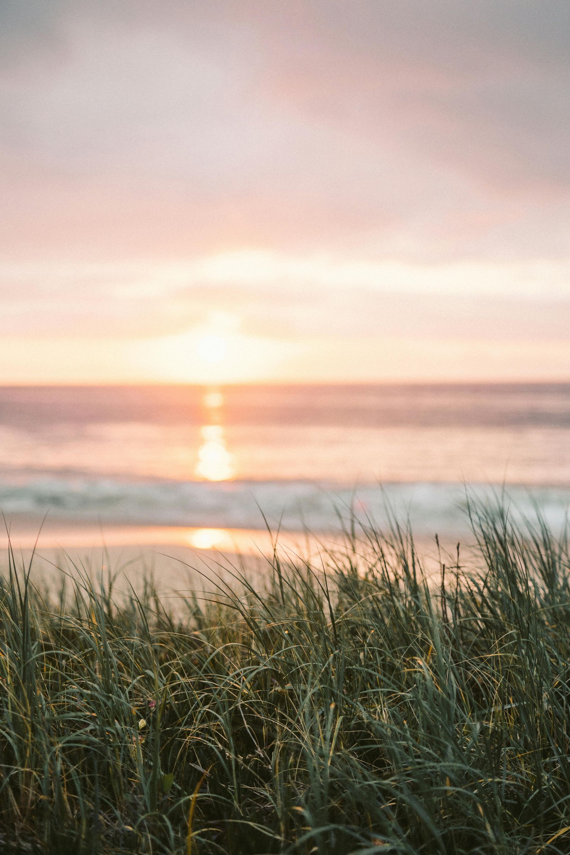 Sunrise over ocean, tall beach grass in foreground; soft pink, yellow hues.