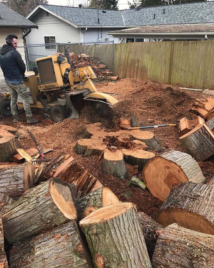 A man is standing next to a pile of logs in a yard.