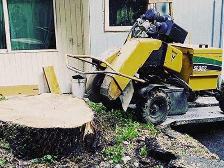 A yellow stump grinder is sitting next to a large tree stump.