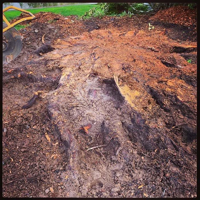 A large tree stump is sitting on top of a pile of dirt.