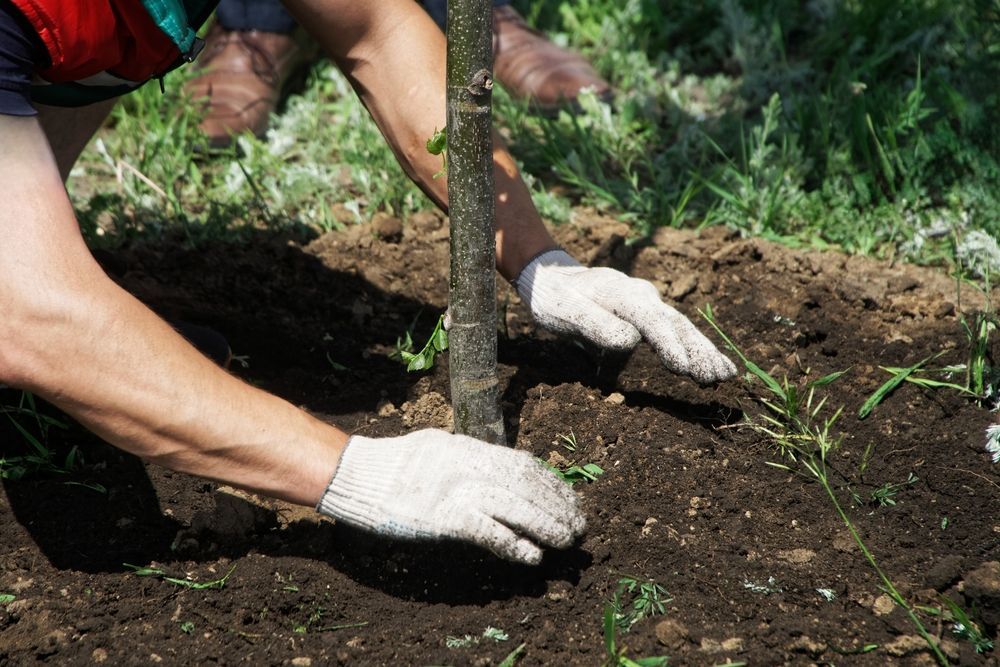 A person is planting a tree in the dirt.