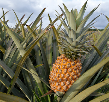 A pineapple is growing in a field of pineapples