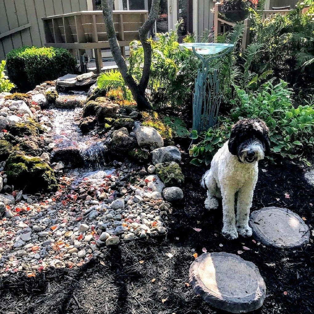 A dog is sitting on a rock in a garden next to a waterfall.
