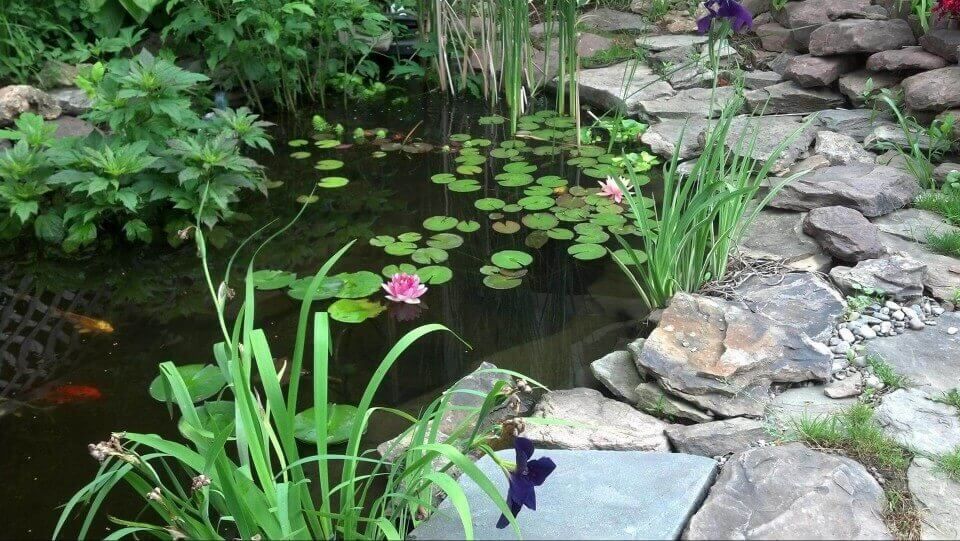 A pond filled with water lilies and fish in a garden.