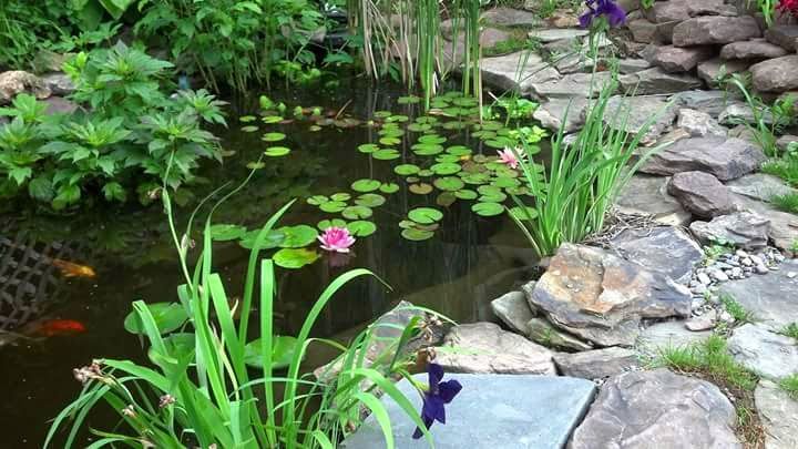 A pond filled with water lilies and flowers in a garden.