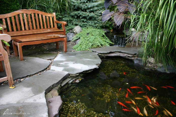 A pond with fish and a bench in the background