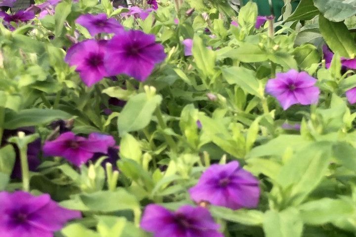 purple petunias for bedding