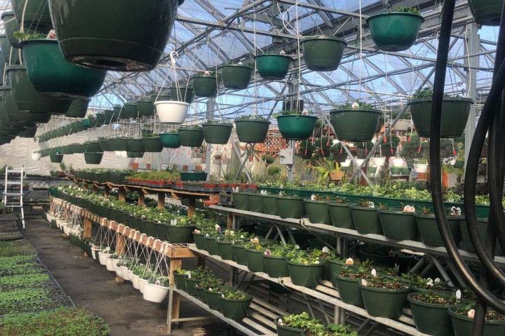 rows of plants in a greenhouse