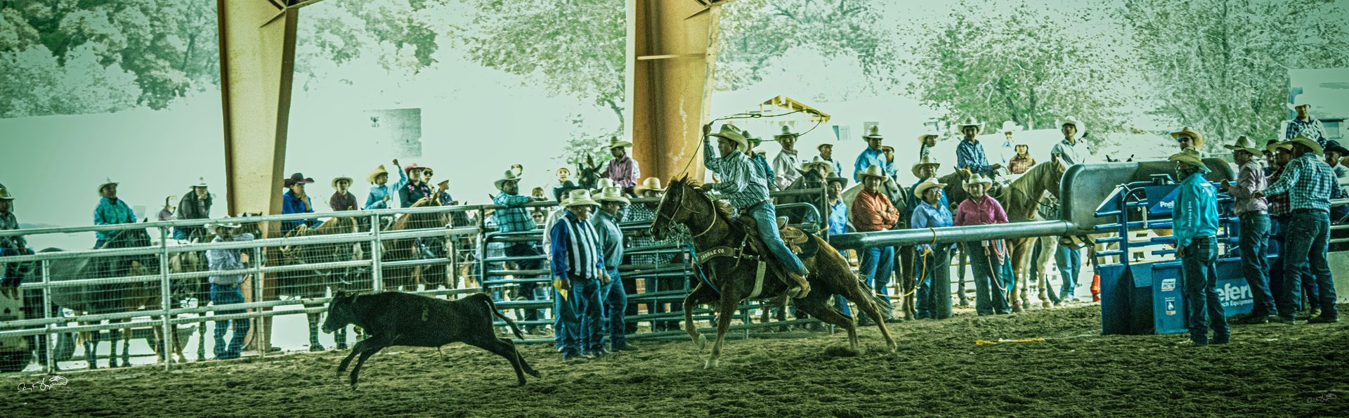 Rodeo scene with cowboys on horses roping a calf, surrounded by spectators and a fence.