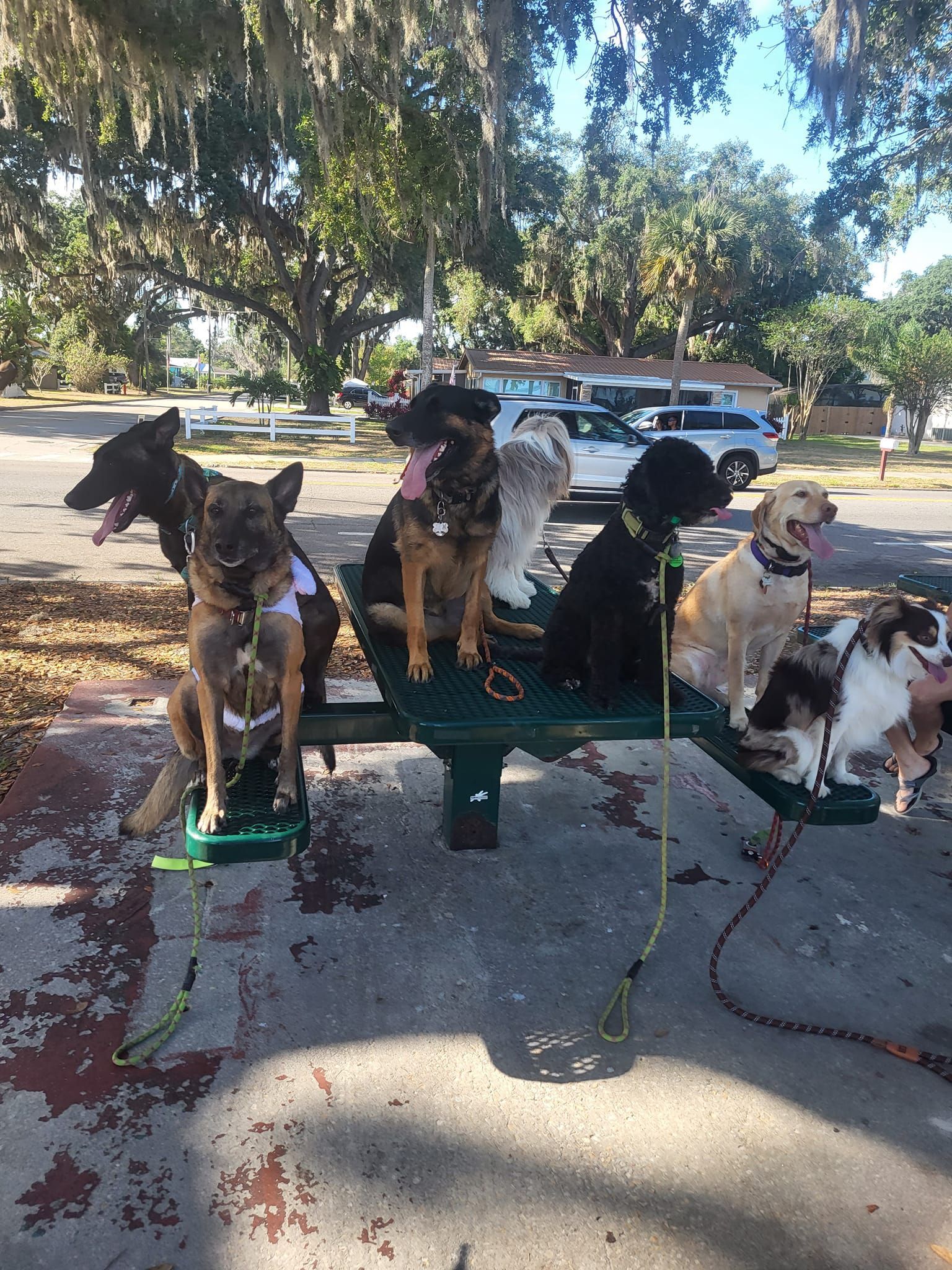 A group of dogs are sitting on a bench in a park.