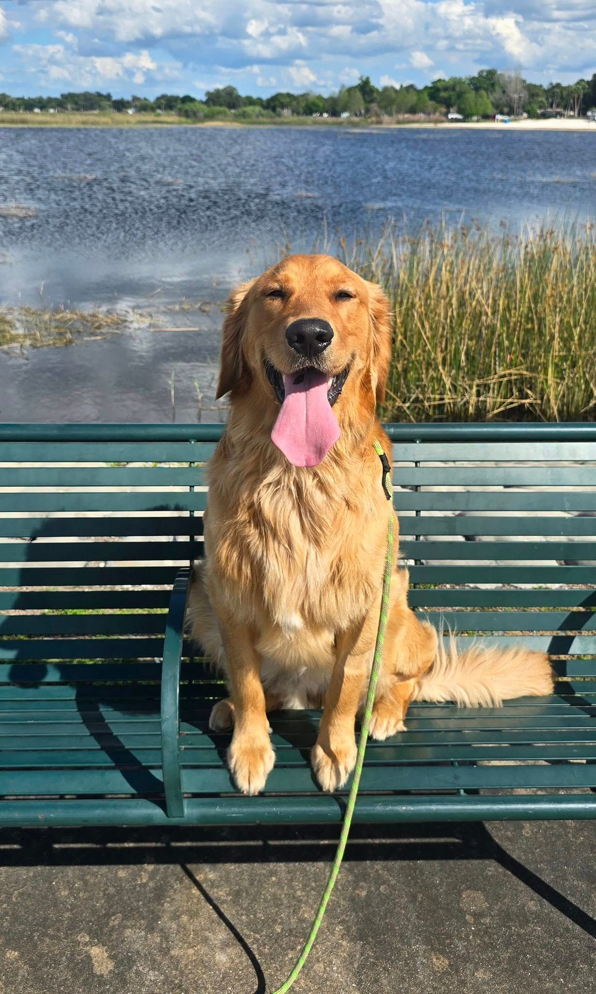 A dog is sitting on a park bench next to a lake.