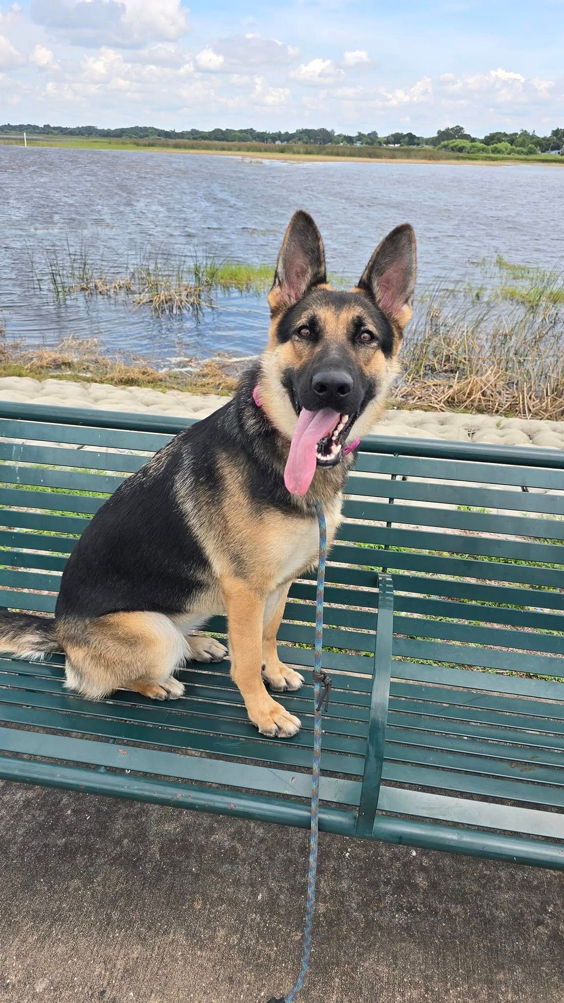 A german shepherd dog is sitting on a park bench next to a lake.