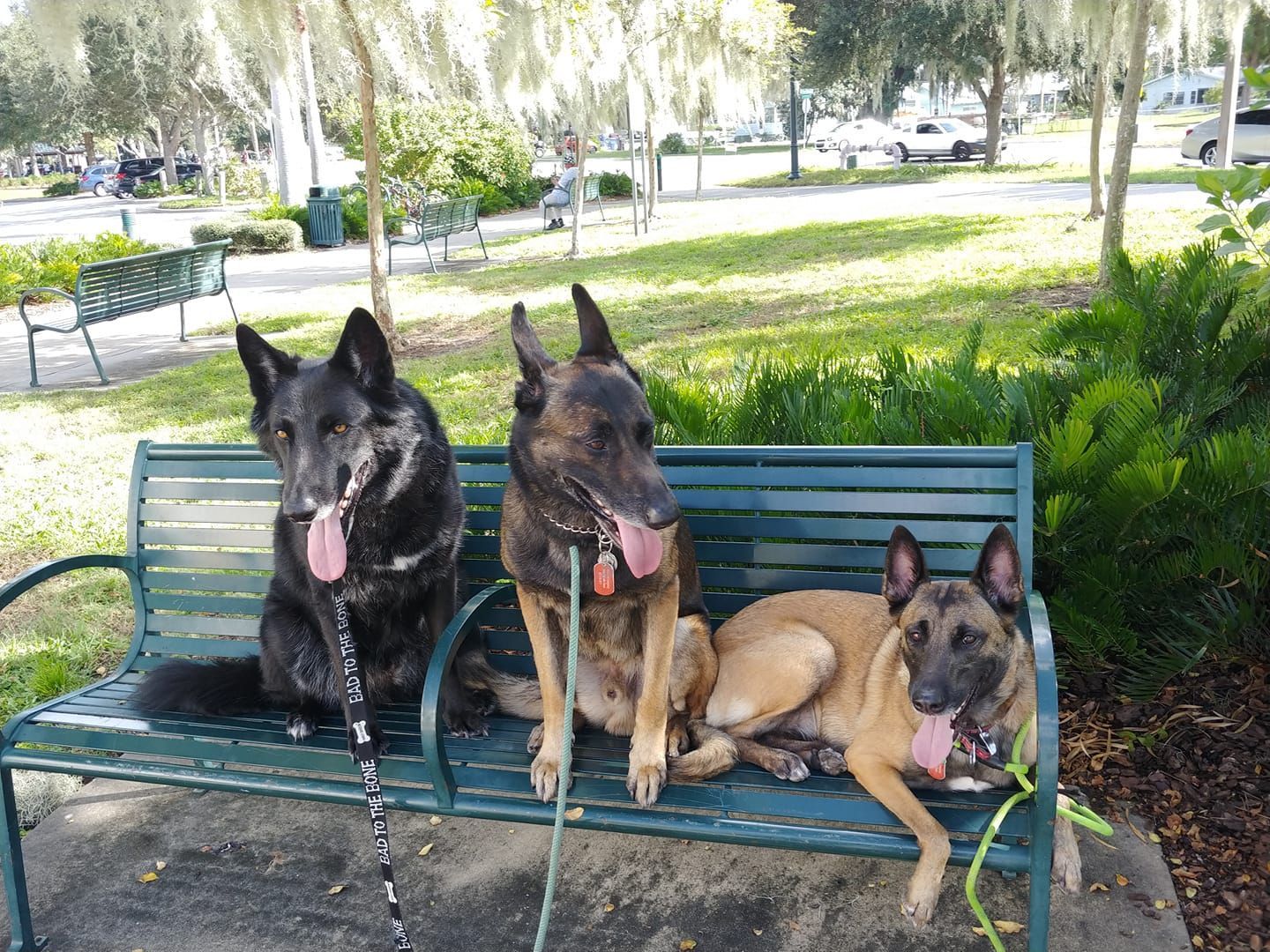 Three dogs are sitting on a park bench with their tongues out