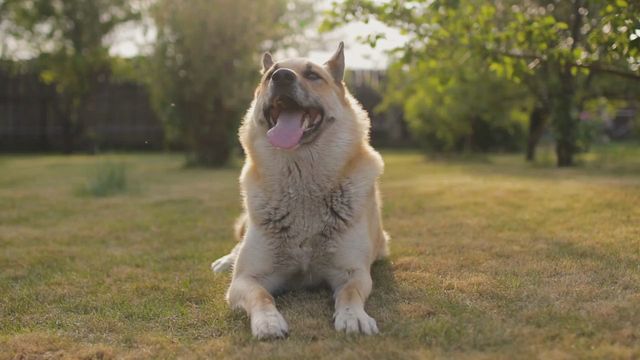 Dog Training Central Florida 407-319-3011