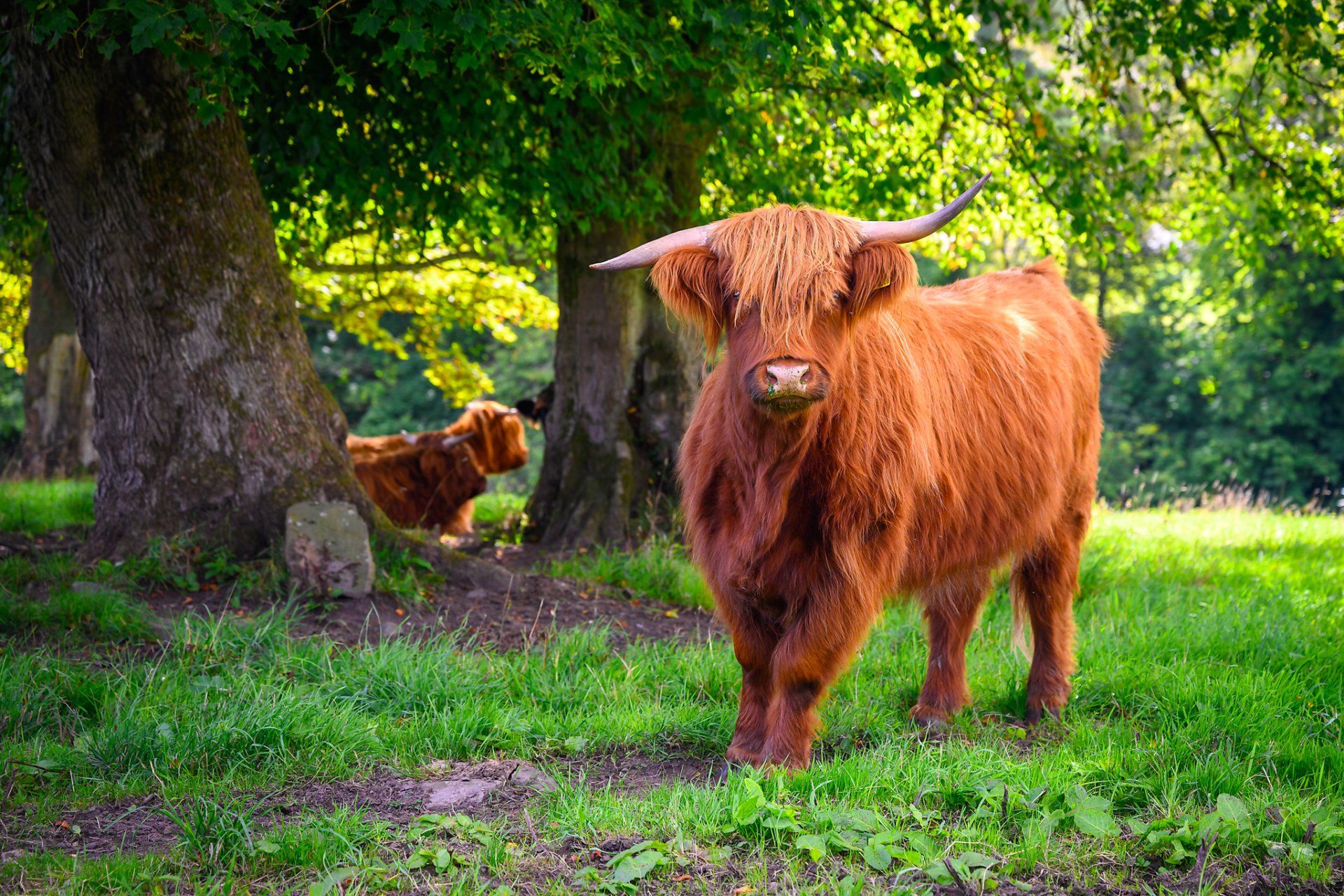 A scottish highland cow standing in a grassy field