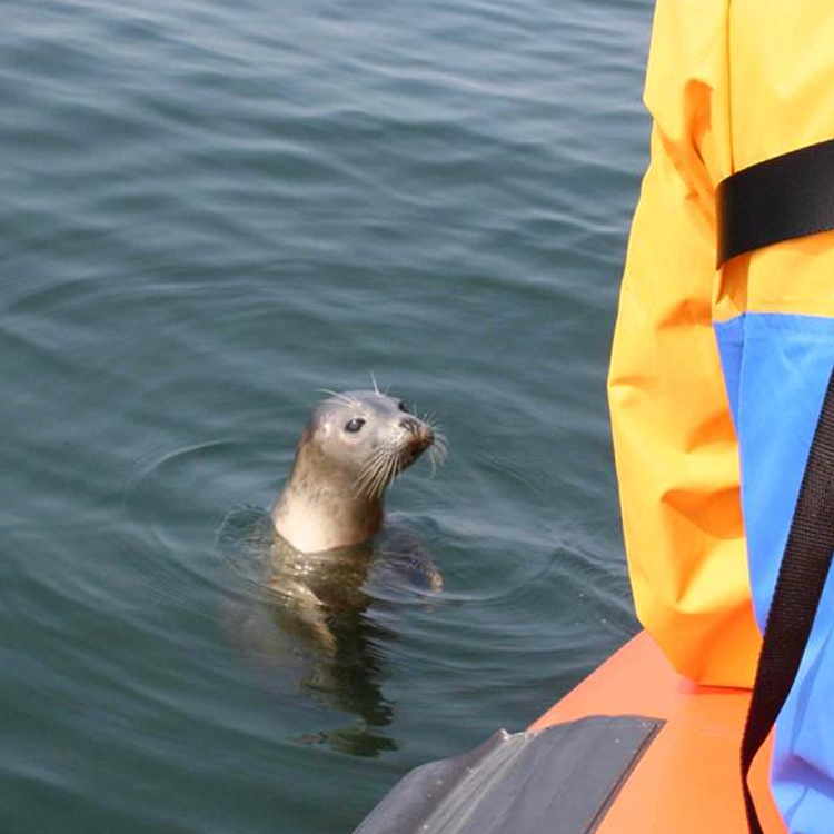 A seal is swimming in the water near a person in a yellow jacket