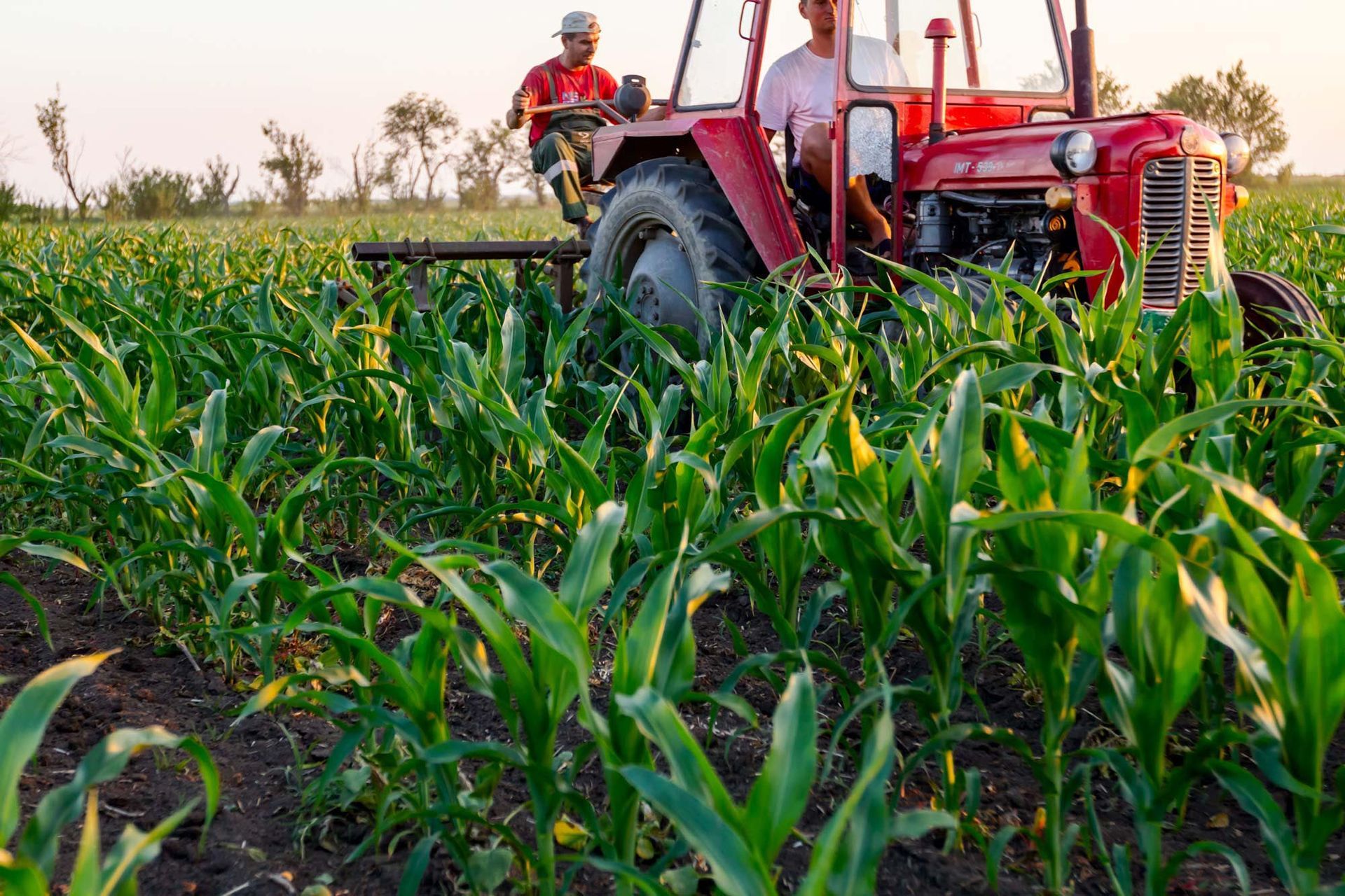 Red tractor cultivating a field of green corn, two people driving.