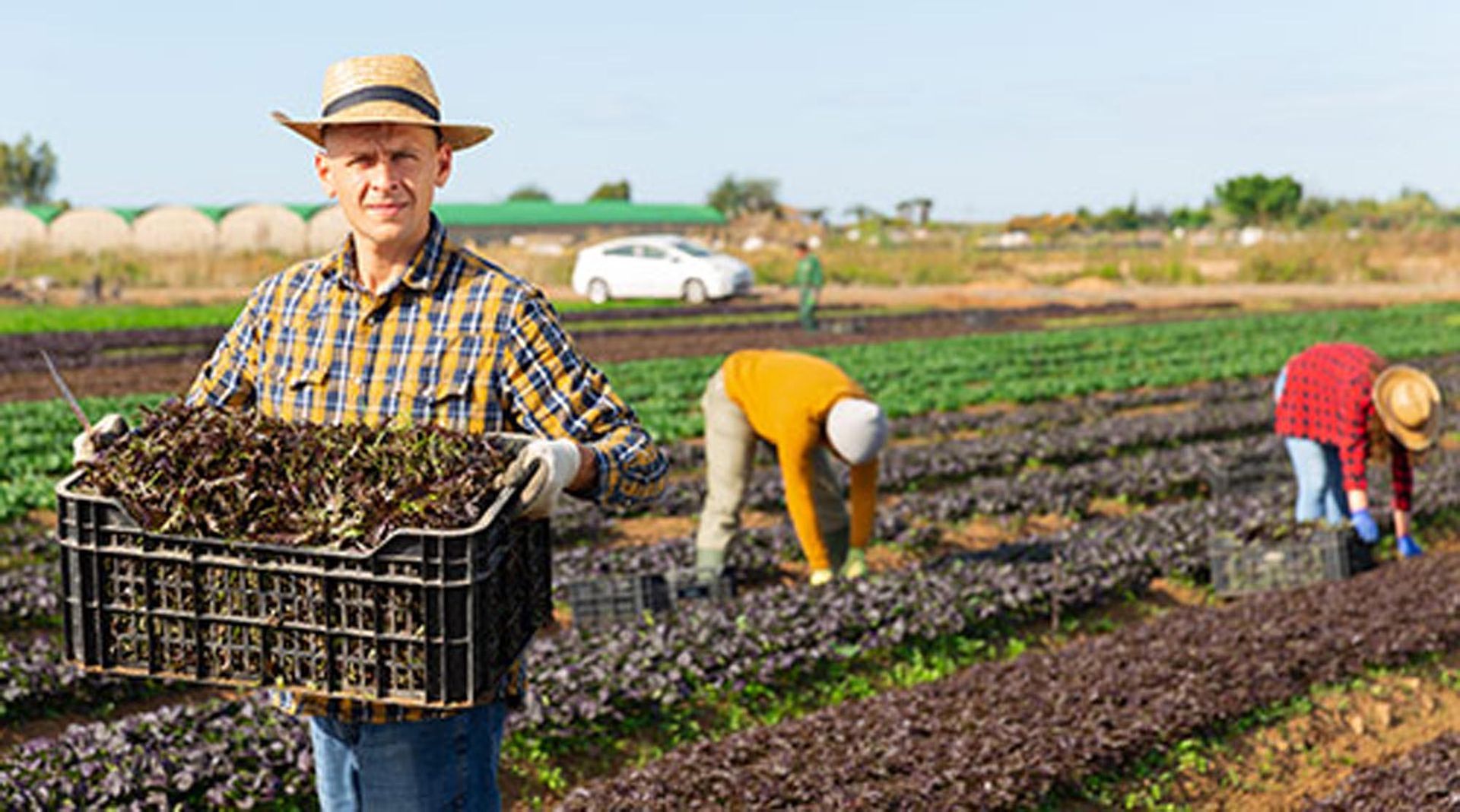 Farmer holding a crate of produce in a field, two workers in the background. Sunny day.