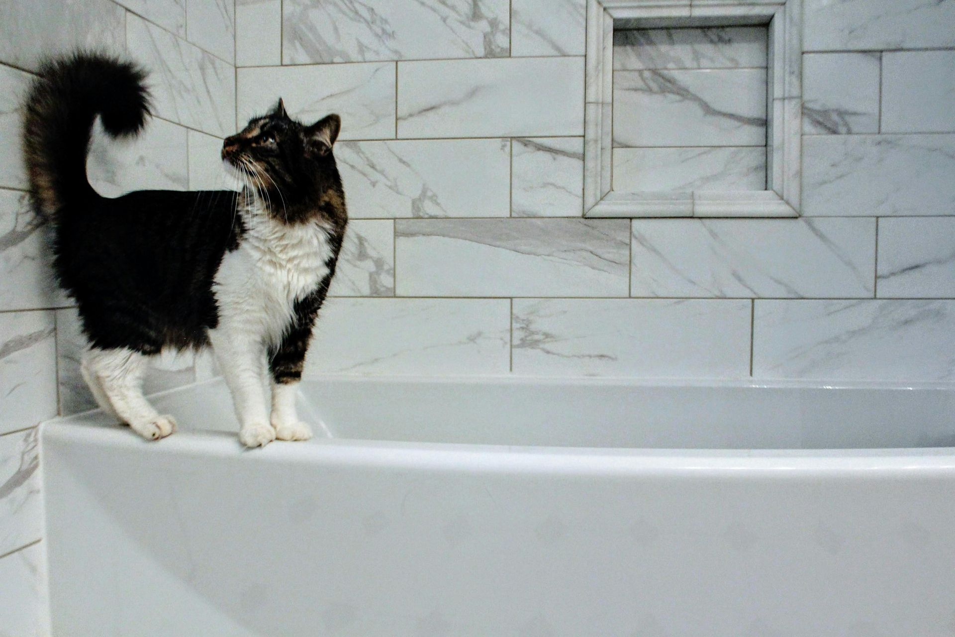 Black and white fluffy cat on a bathtub ledge, looking up at the tiled wall.