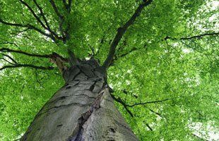 Looking up at a tree with lots of green leaves.