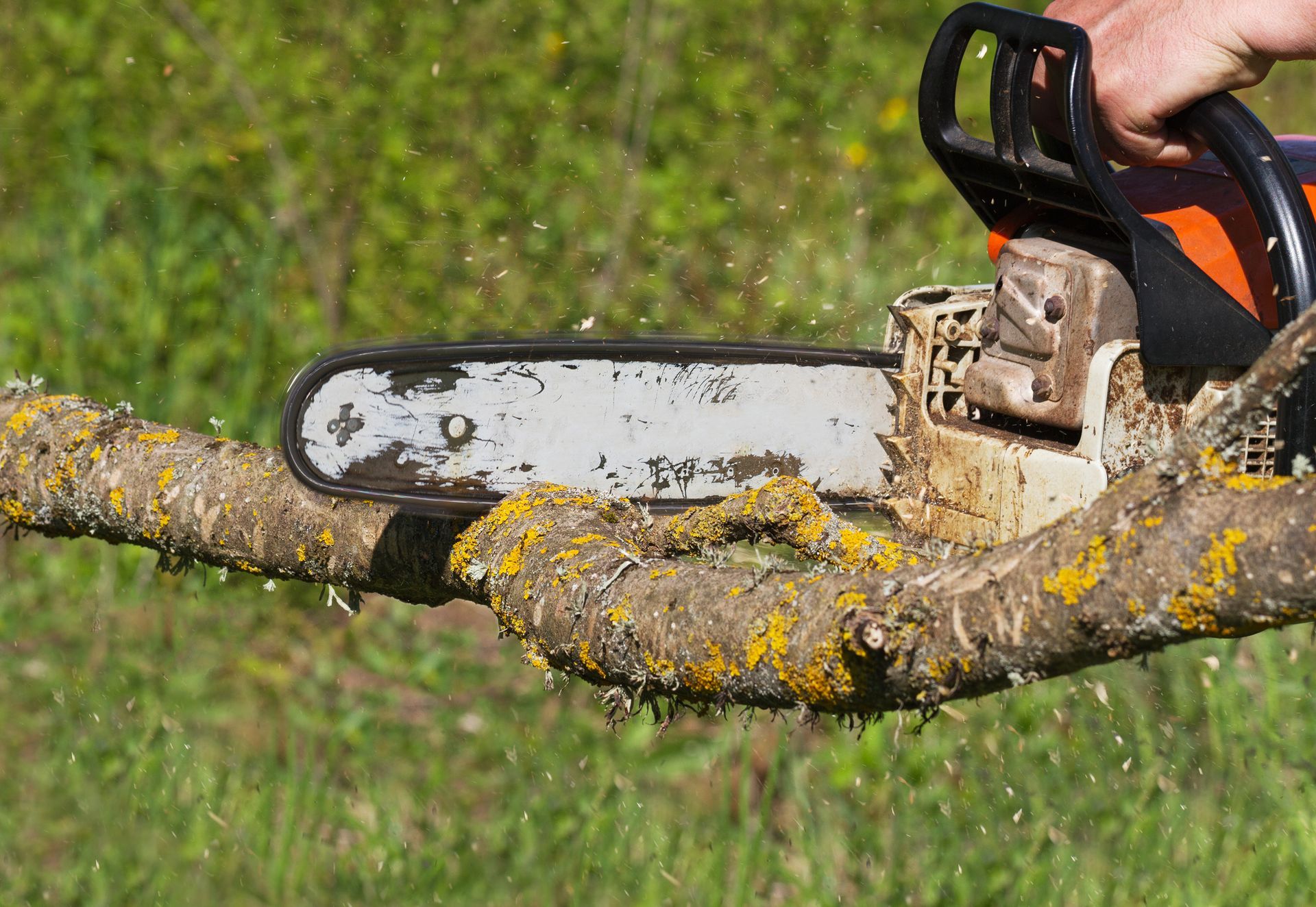 A person is using a chainsaw to cut a tree branch.