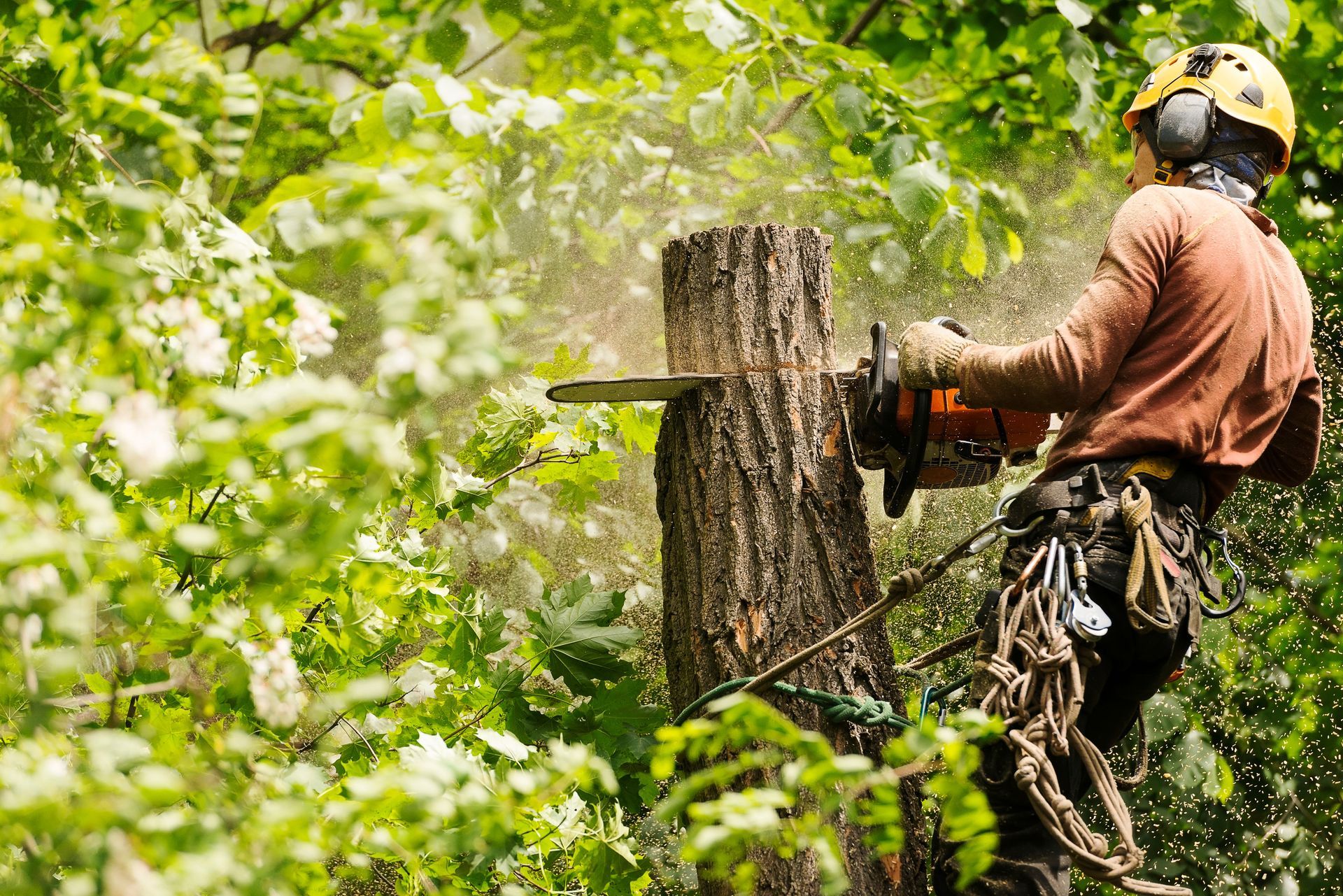 A man is cutting a tree stump with a chainsaw.