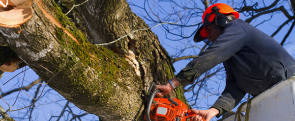 A man is cutting a tree with a chainsaw.