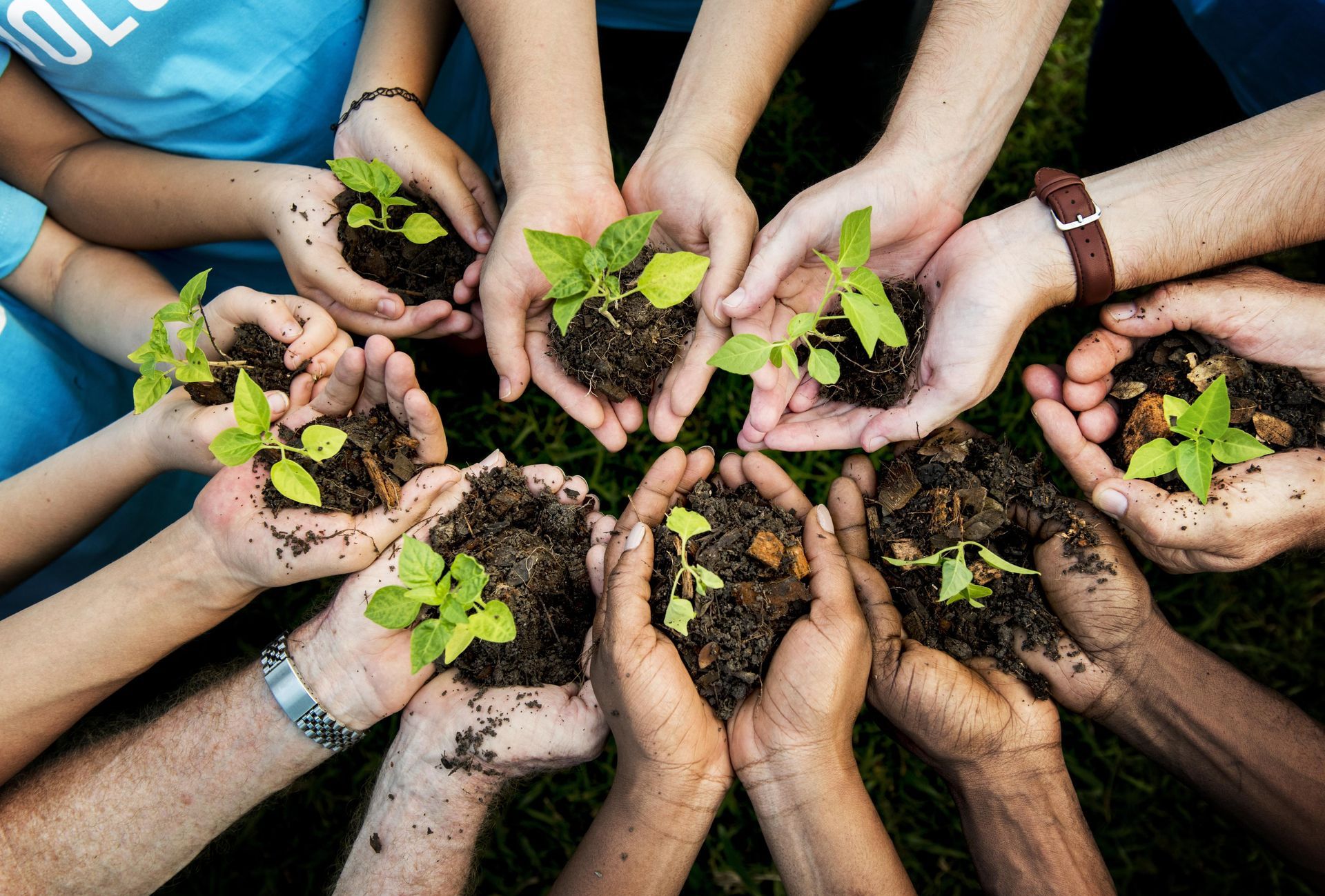 A group of people are holding small plants in their hands.