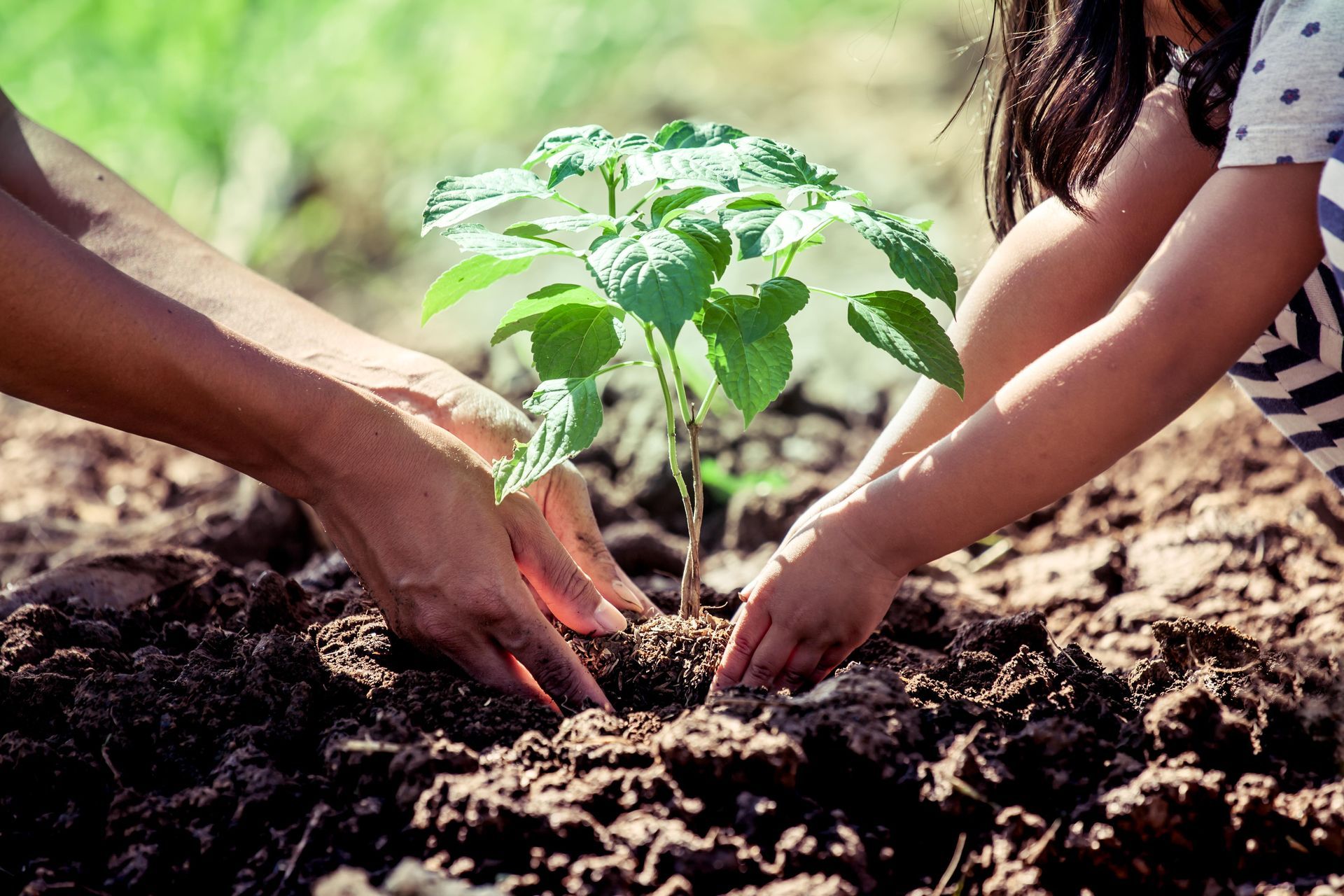 A man and a child are planting a small plant in the dirt.