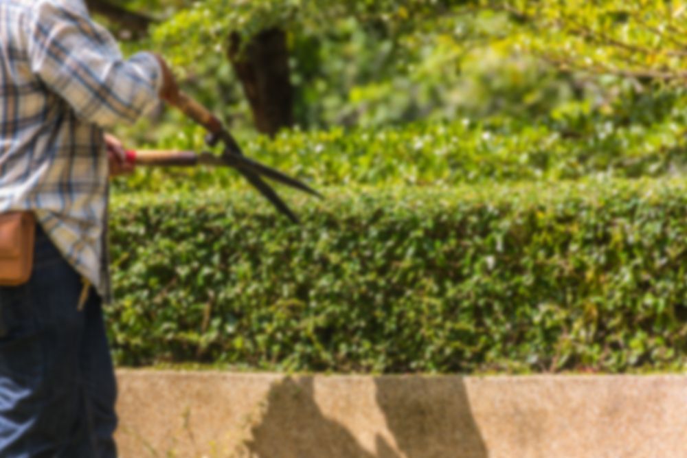 Person Trimming a Green Hedge With Large Shears — Paul Offord Mowing In Norman Gardens, QLD