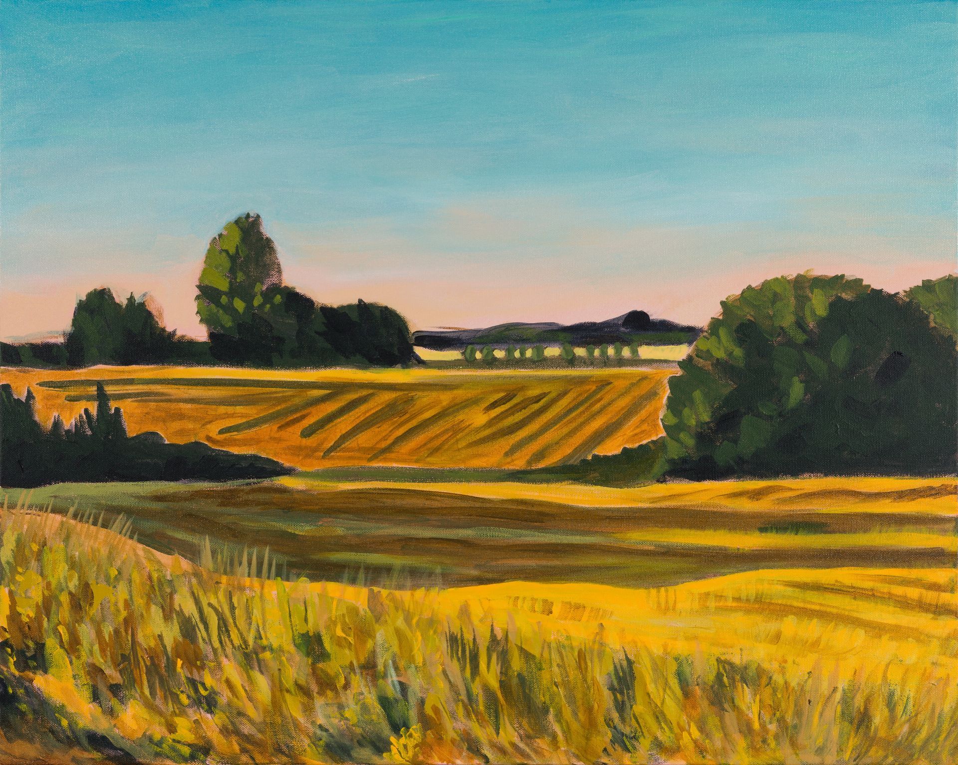 late sun on grain fields