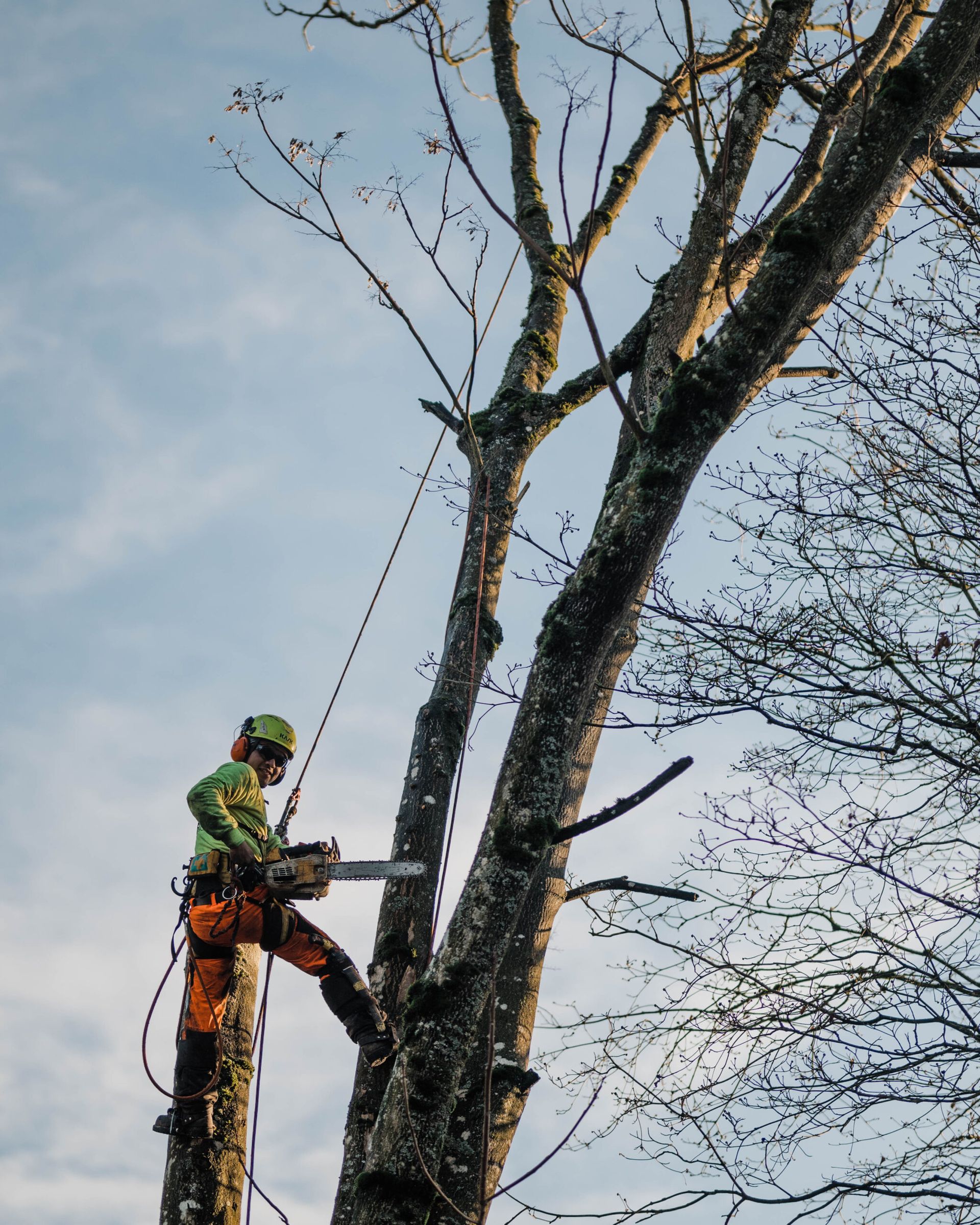 A man is cutting a tree with a chainsaw