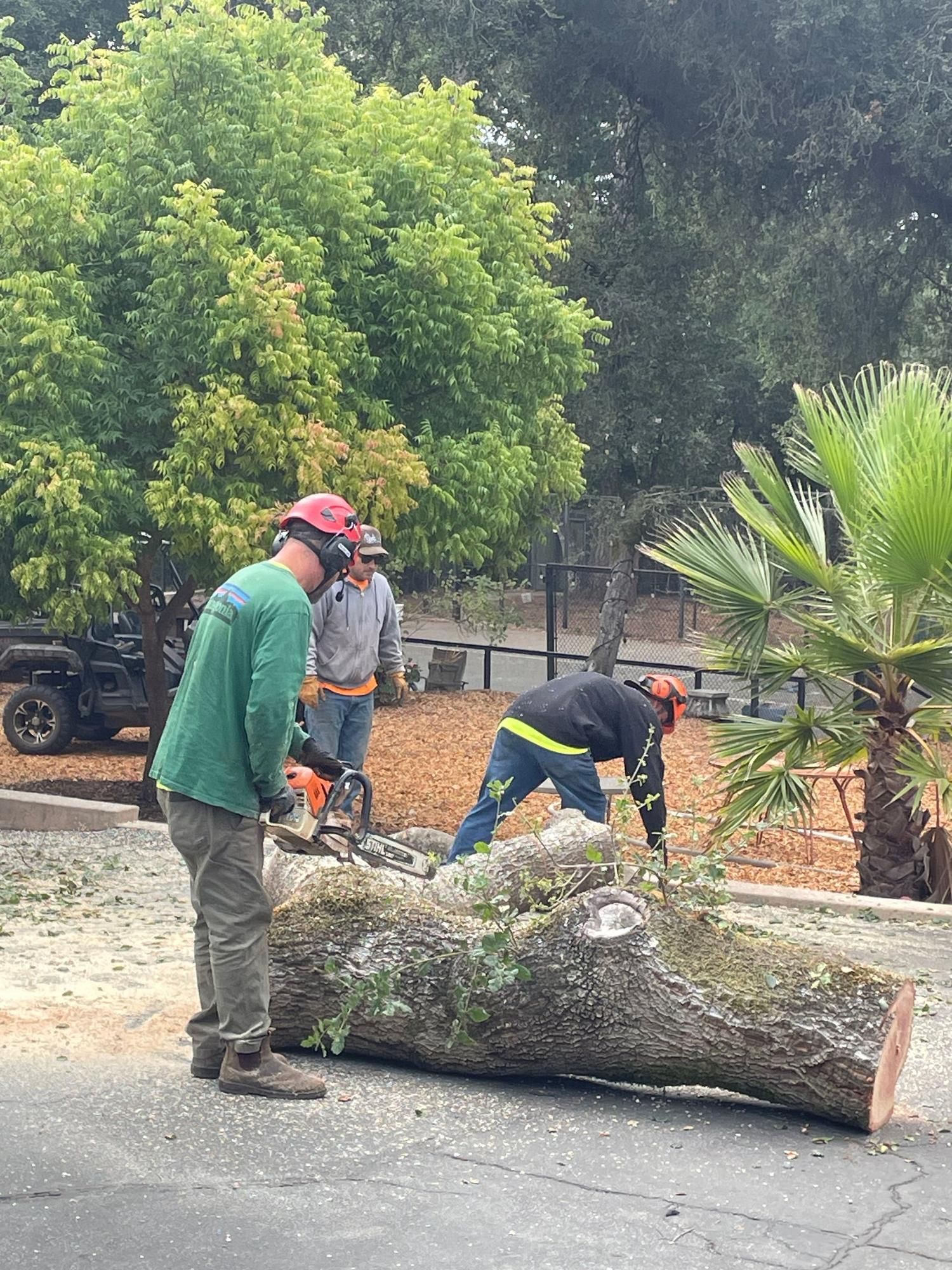 A group of men are cutting a large log with a chainsaw.