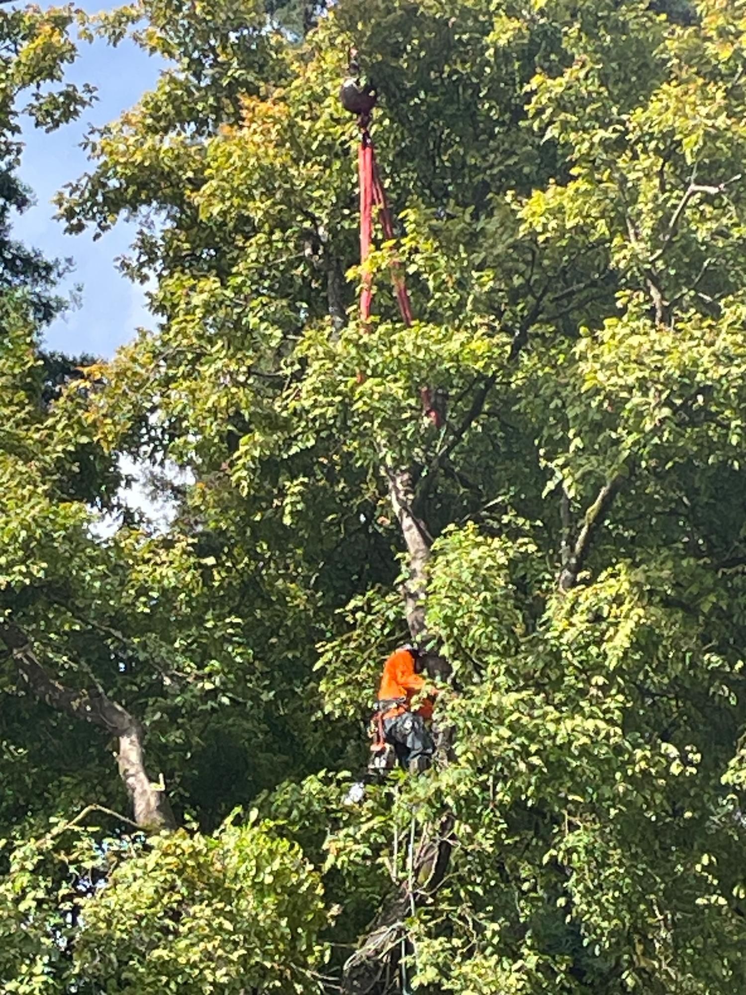 A man is cutting down a tree with a chainsaw.