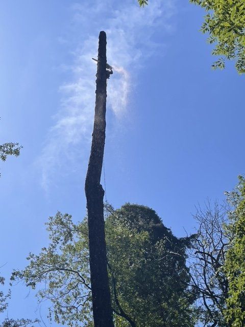 A tall tree with a blue sky in the background
