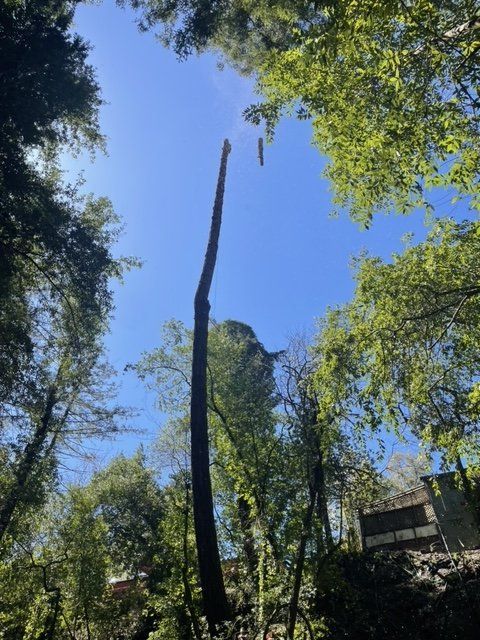A tree is being cut down in the middle of a forest