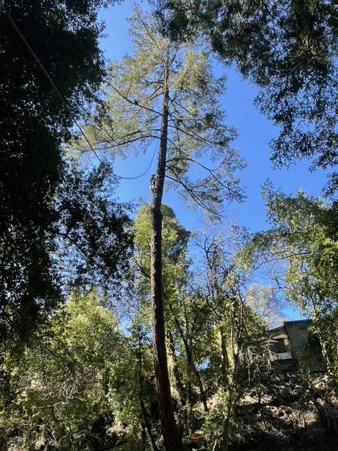 A tree in the middle of a forest with a blue sky in the background