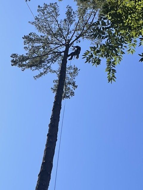 A person is climbing up a tree with a blue sky in the background