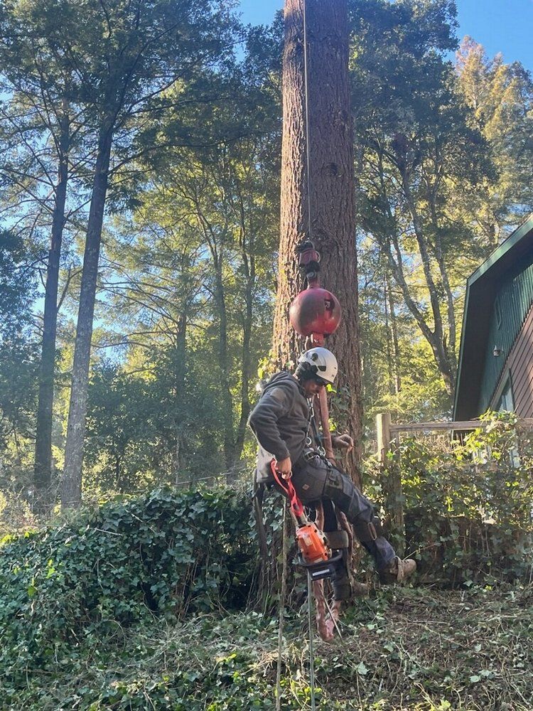 A man is cutting a tree with a chainsaw in the woods.