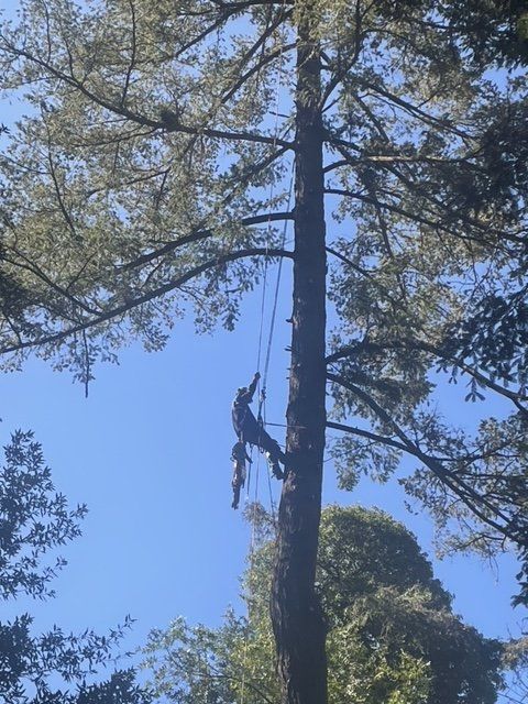 A man is climbing a tree with a rope attached to it.