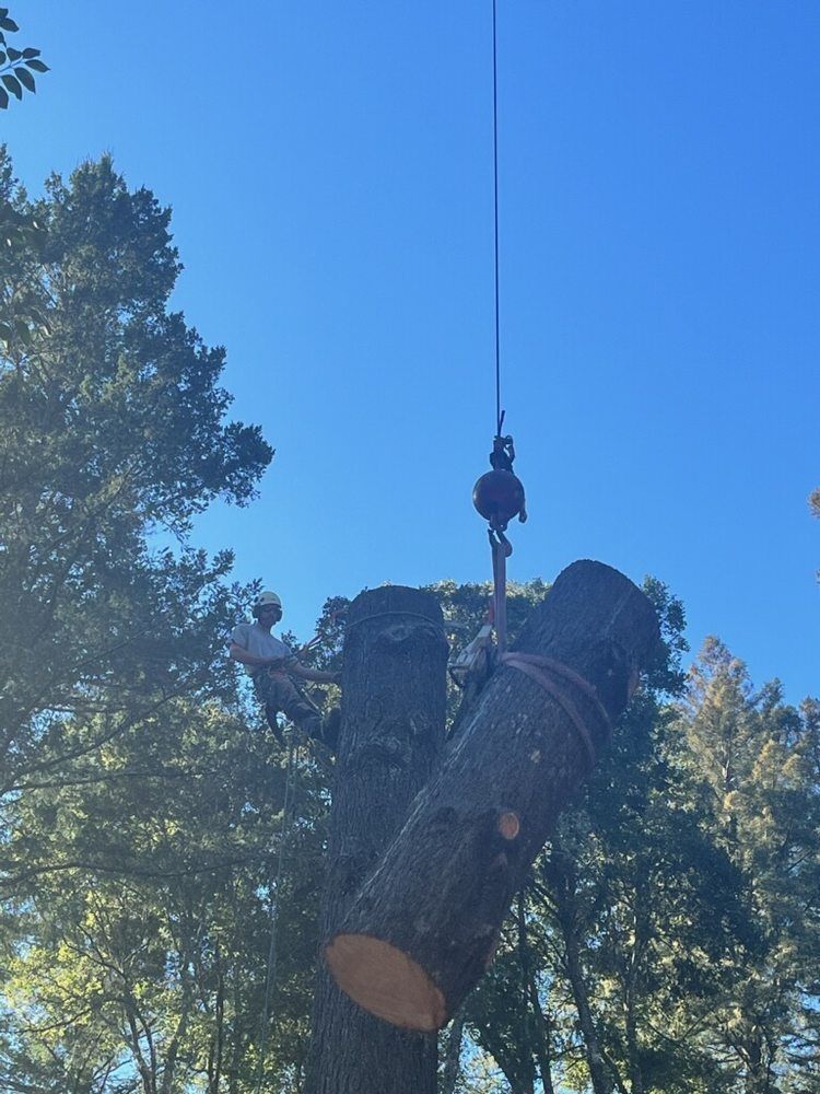 A large log is being lifted by a crane