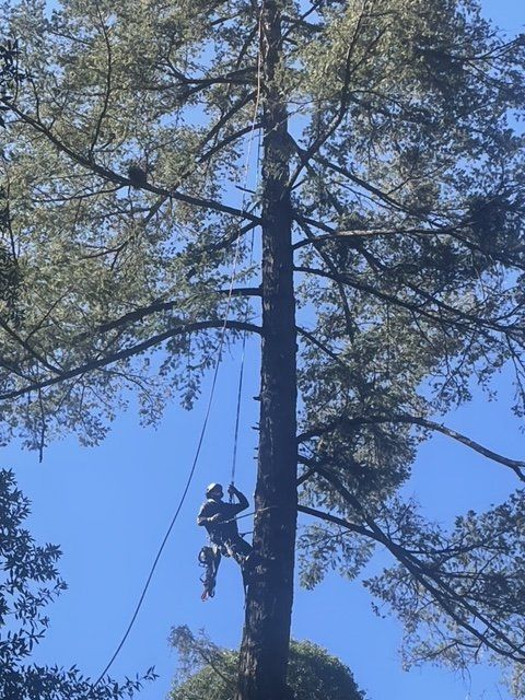 A man is climbing a tree with a rope attached to it