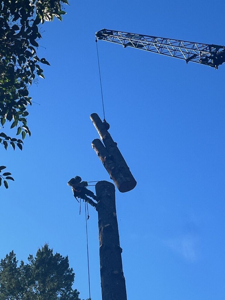 A tree being cut down by a crane with a blue sky in the background