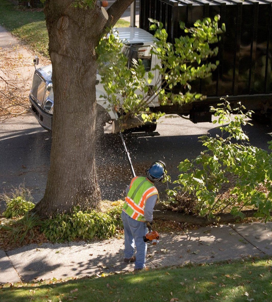 A man is cutting a tree with a chainsaw