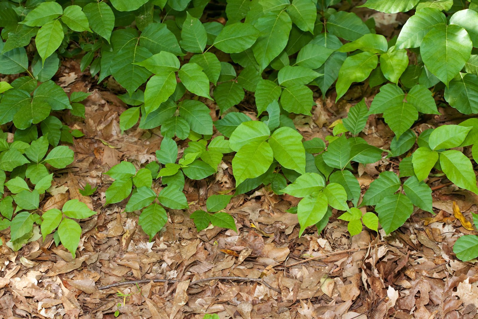 A bunch of green leaves are growing on a pile of leaves.