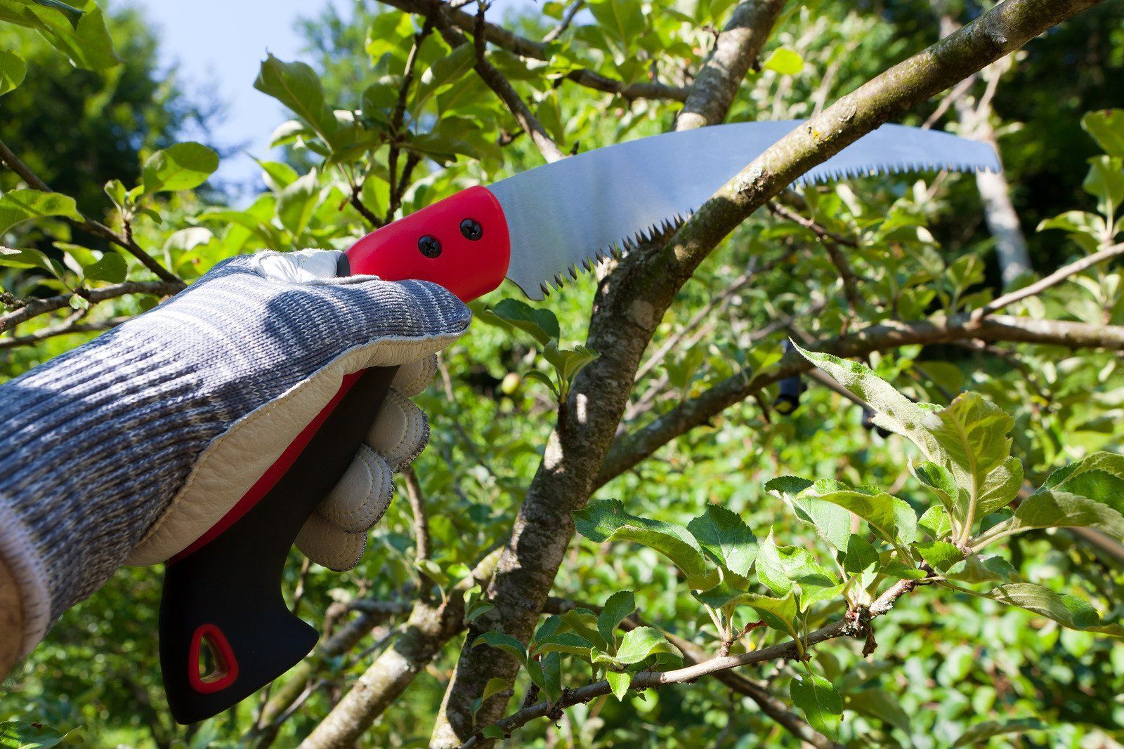 A person is cutting a tree branch with a saw.
